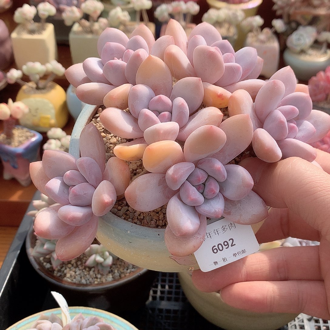 6092老桩香水多肉一颗14厘米