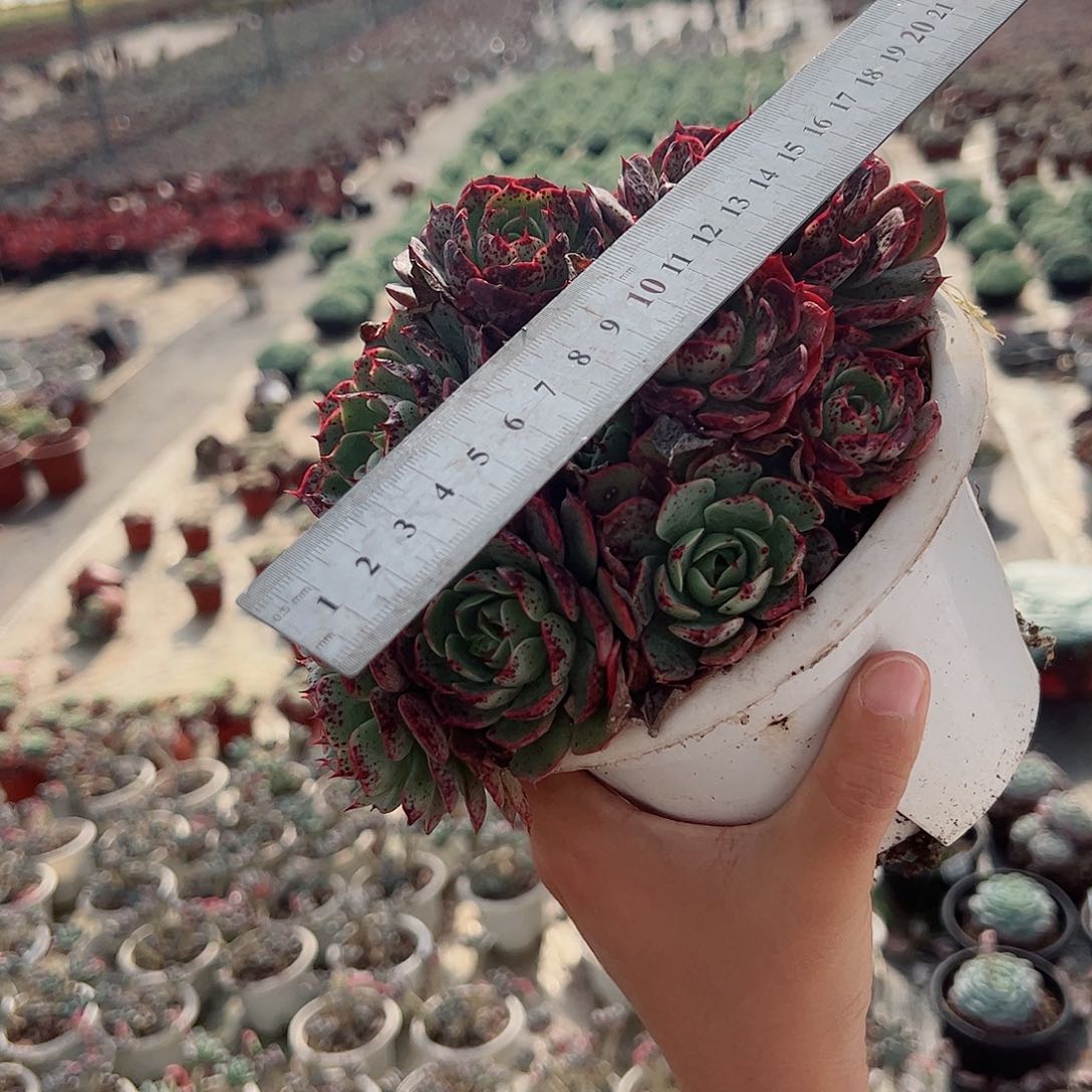 爱火群生大盆整桩