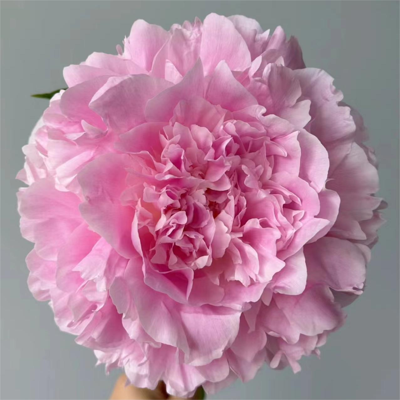 【餐盘】进口芍药分株边苗1到2芽福利品