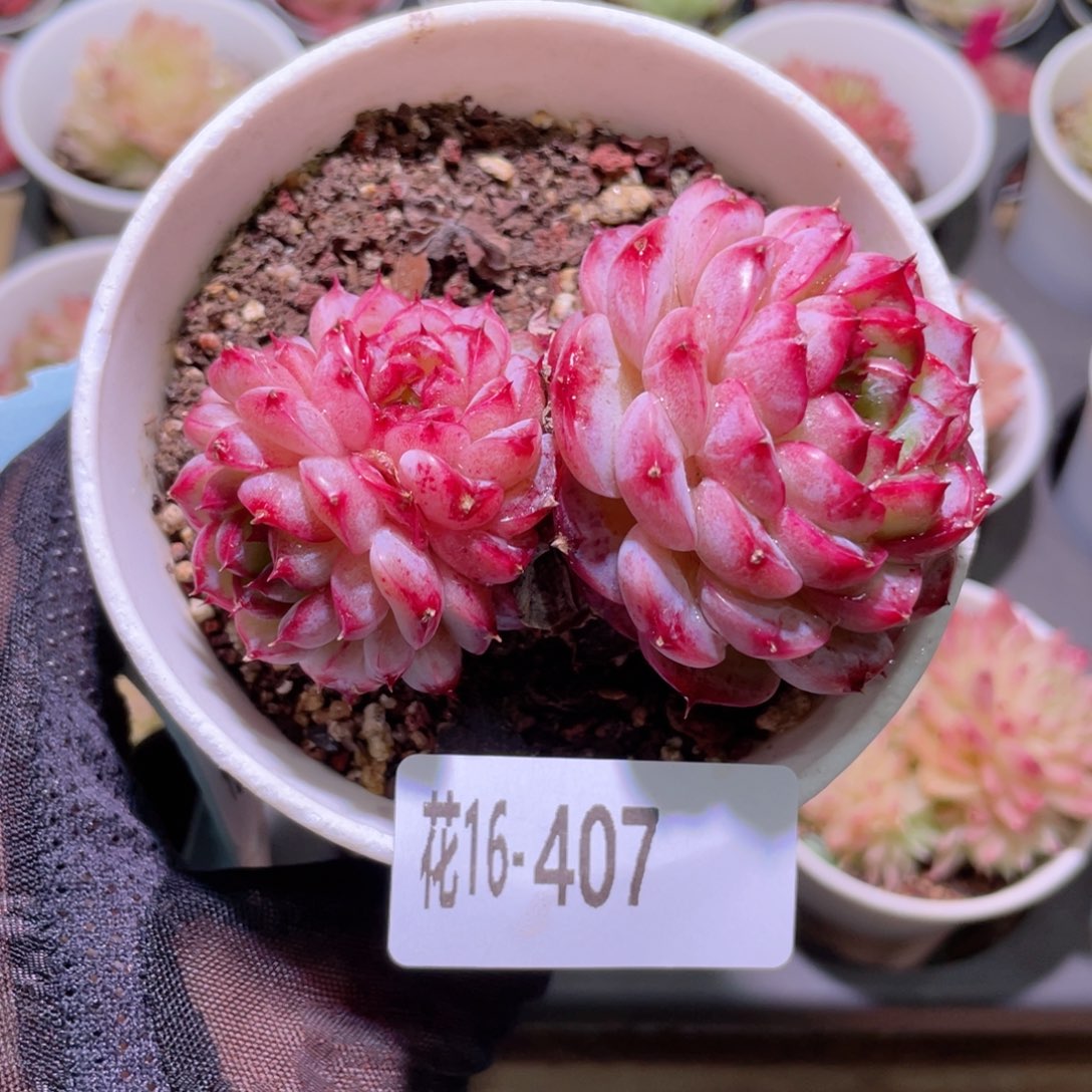 花利美16-407天鹅绒