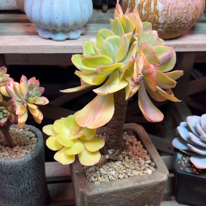 夕阳牡丹锦多肉植物dghkkjn
