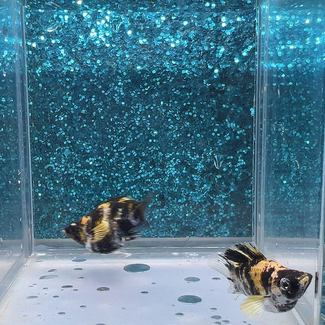 孔雀鱼虎皮玛丽一对00041