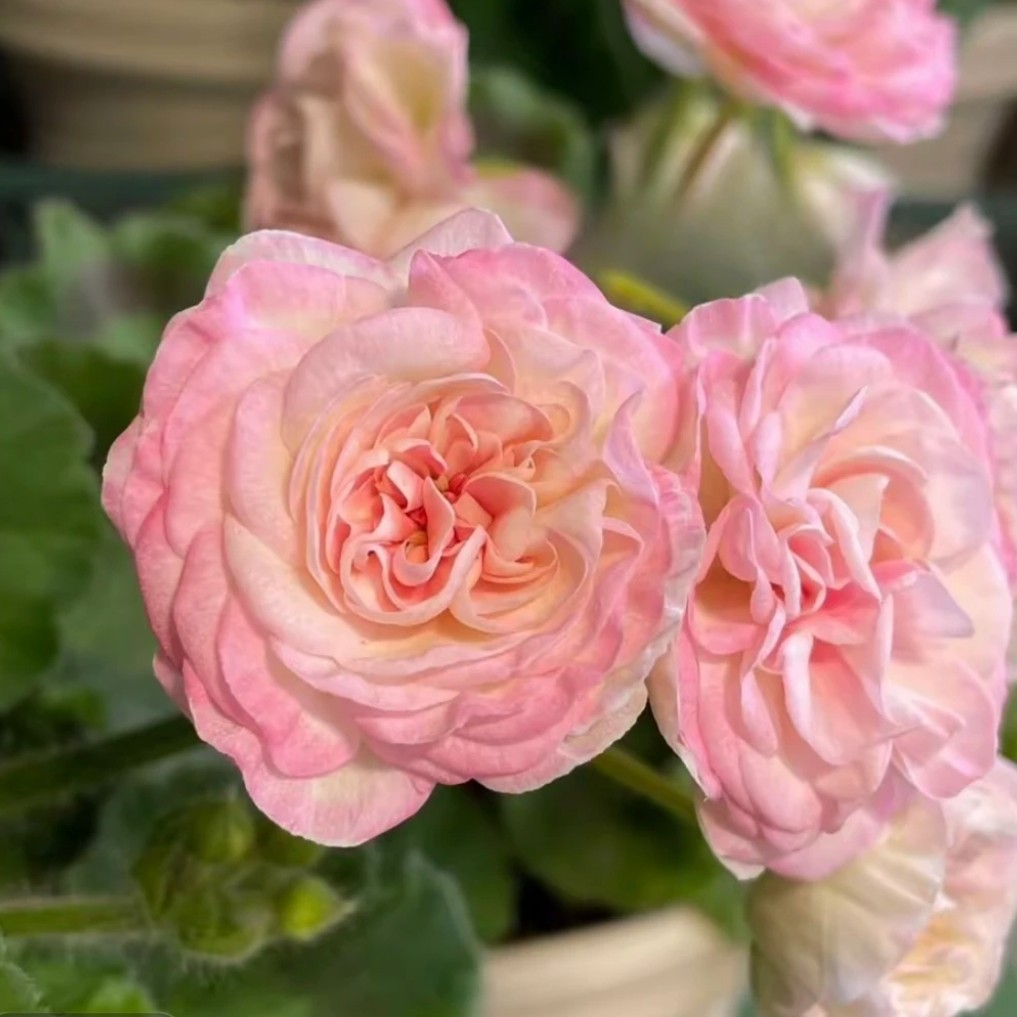 【丘比特】直立大花重瓣天竺葵