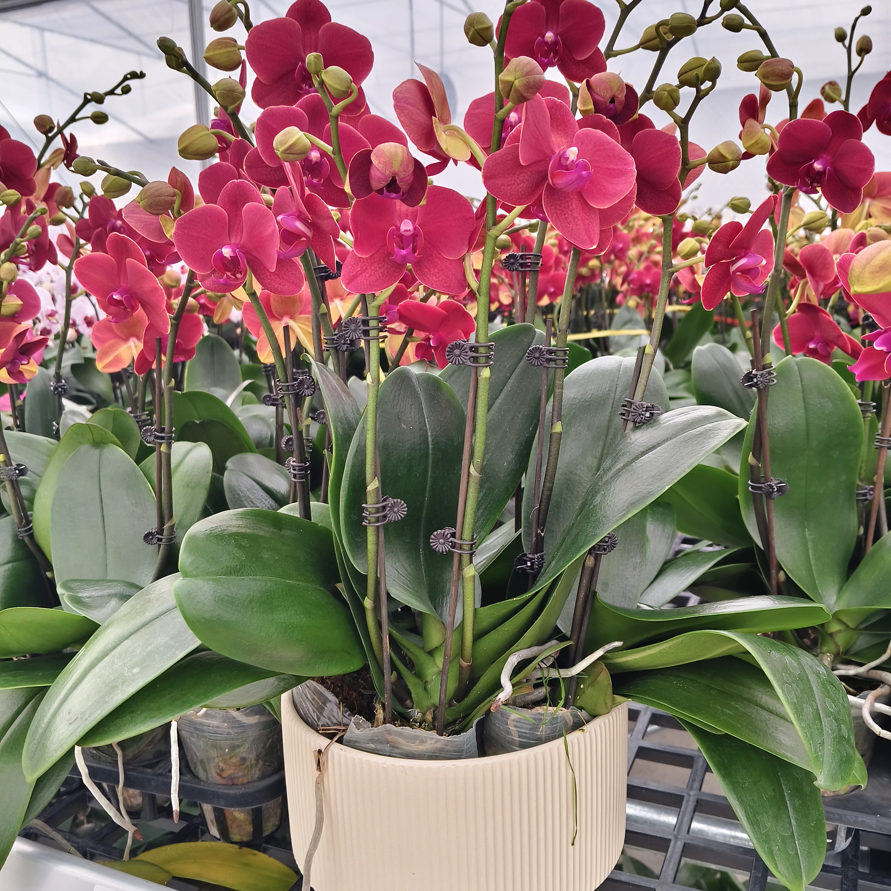 蝴蝶兰【红金桔】花苗盆栽带花剑花苞客厅室内四季好养观赏花卉