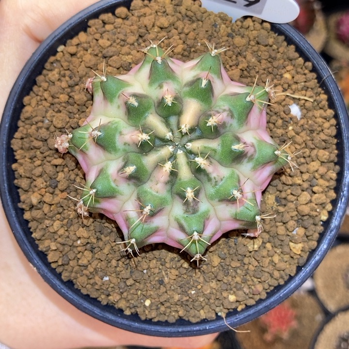 白锦 米哈仙人球