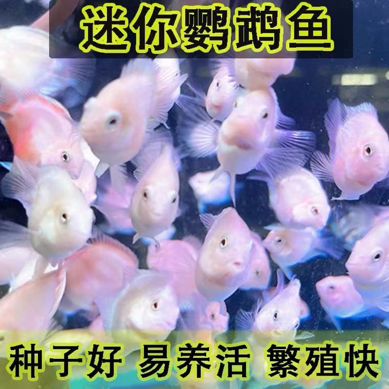 迷你鹦鹉鱼5-6cm小种鱼好养耐活易繁殖