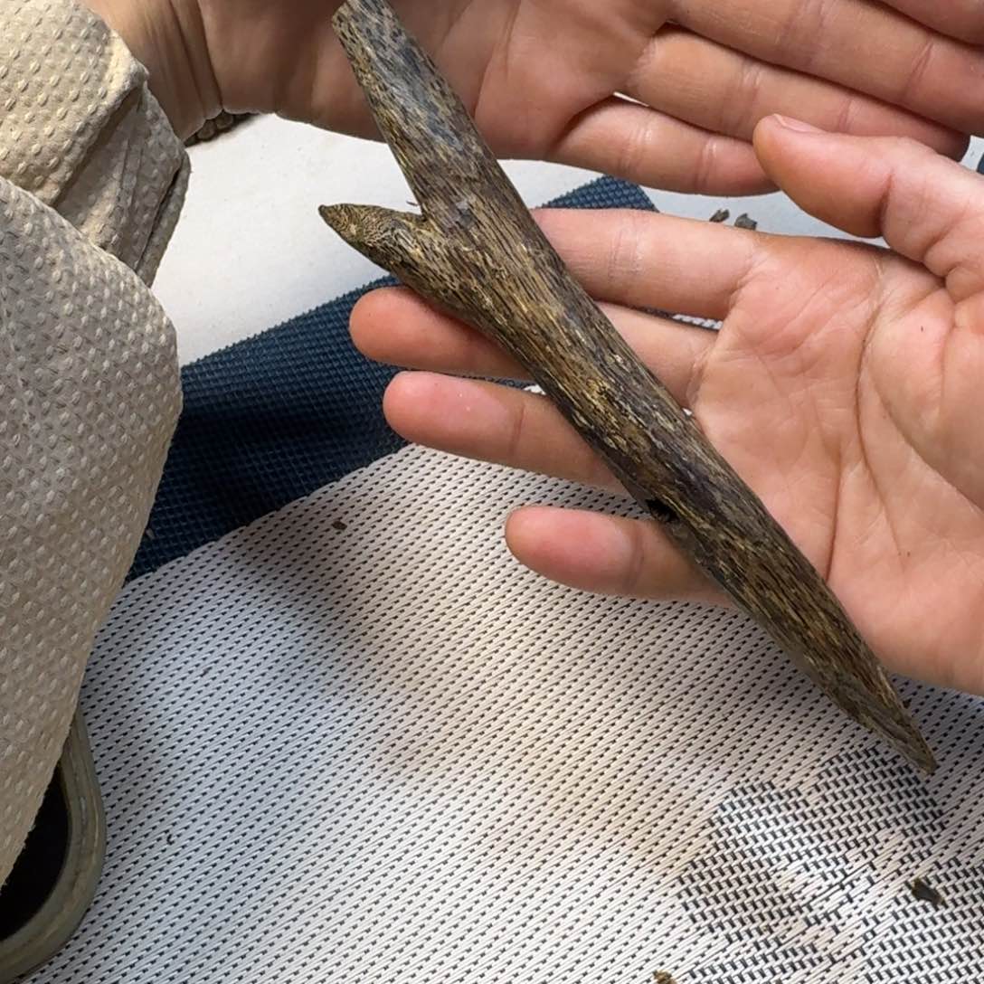 沉香摆件道**然绿奇虫漏24克多样性发1条