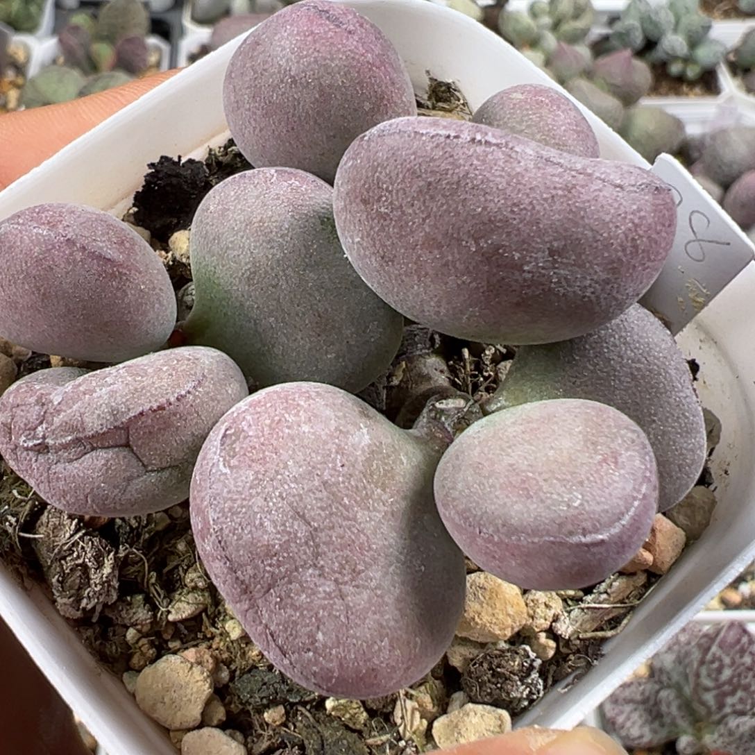 w球球紫蛋多肉植物水泡