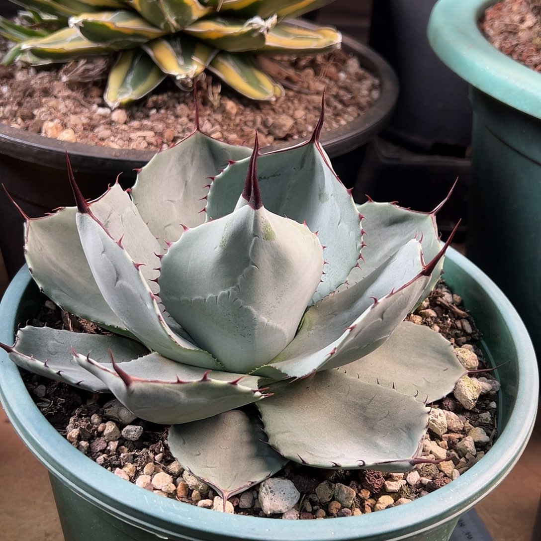 无花朵多肉植物福克斯龙舌兰
