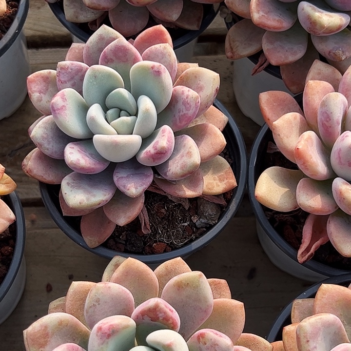 团  028    大单头  花斑露