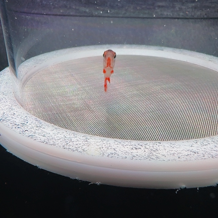 枕***枕灯科鱼B02-9号血魔1条