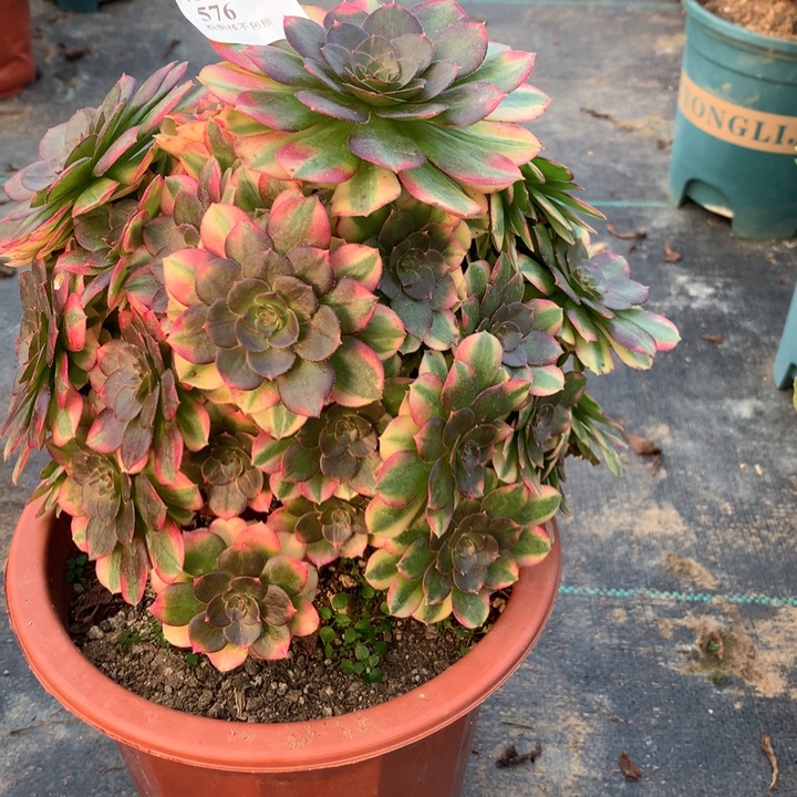 576雨荷花多肉植物特价