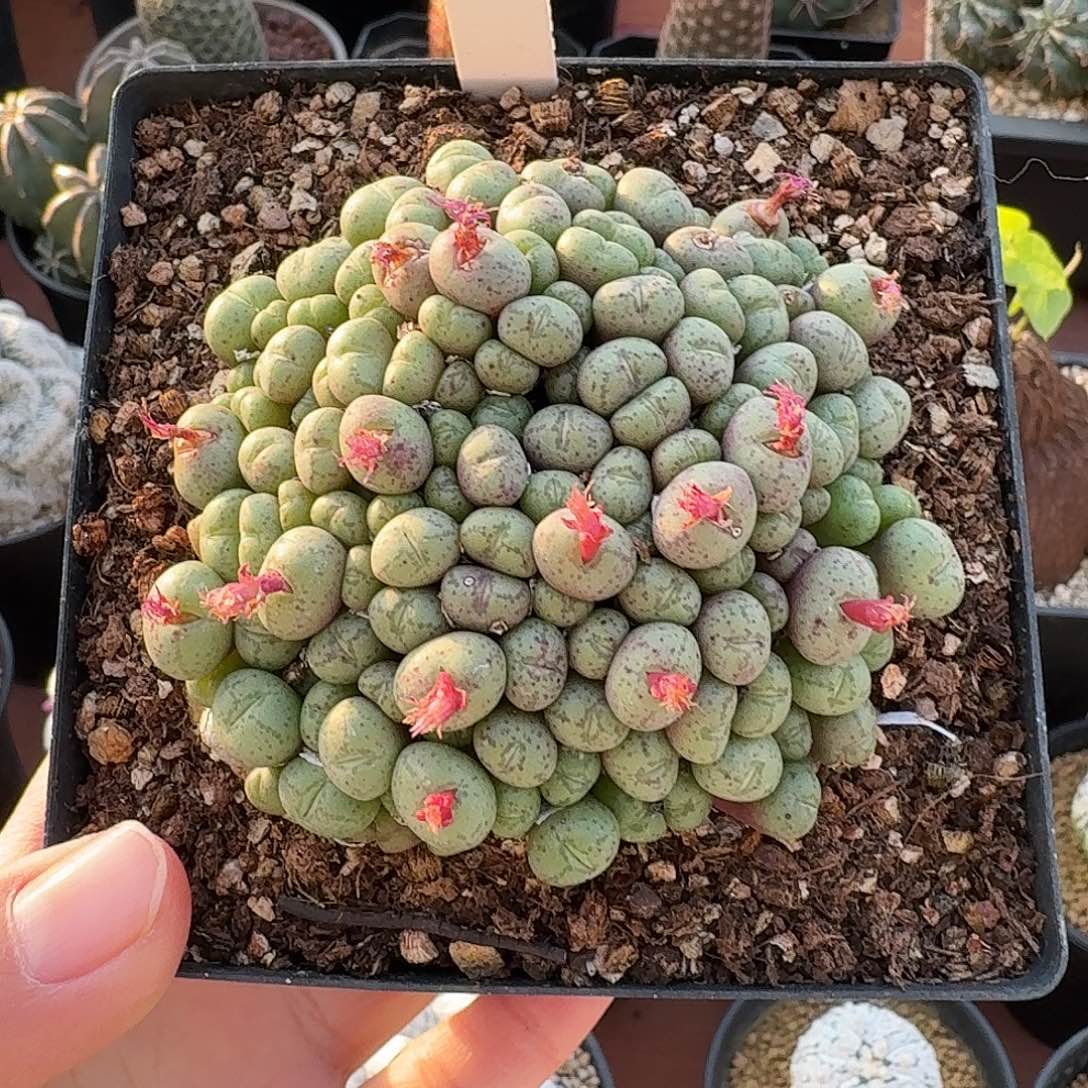 083号肉锥仙人球123