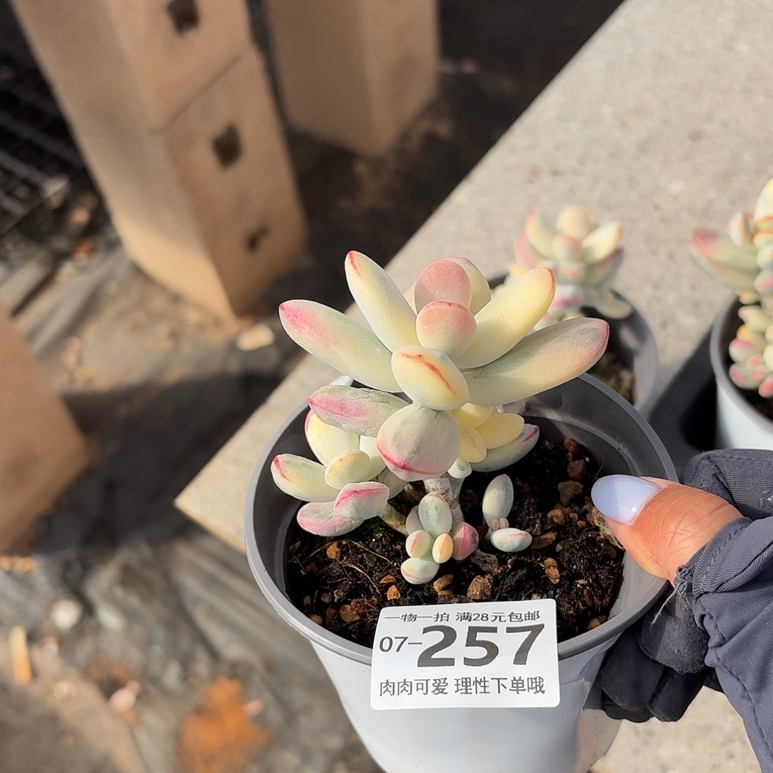 乒乓福娘锦无盆土发货