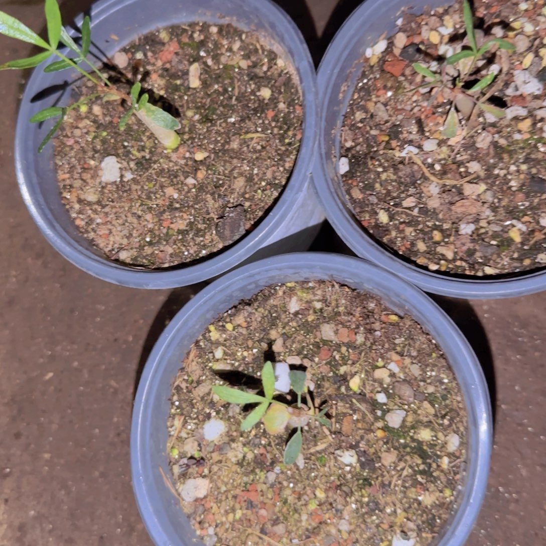 块根植物块根植物