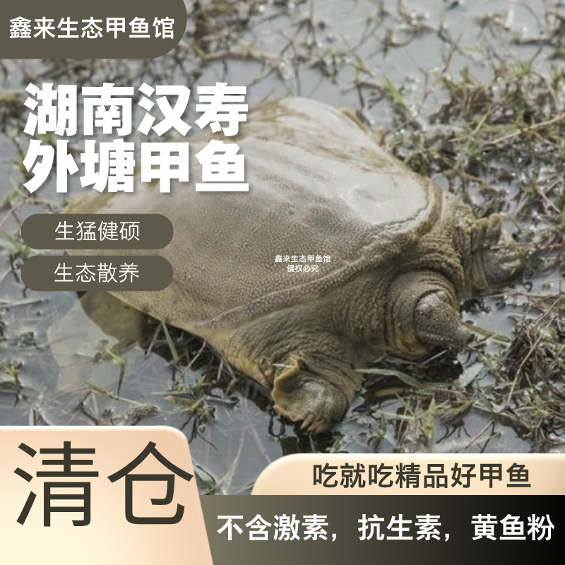 【湖南外塘甲鱼3只】生态散养外塘青黄背甲鱼共3-4斤鲜活到家包邮