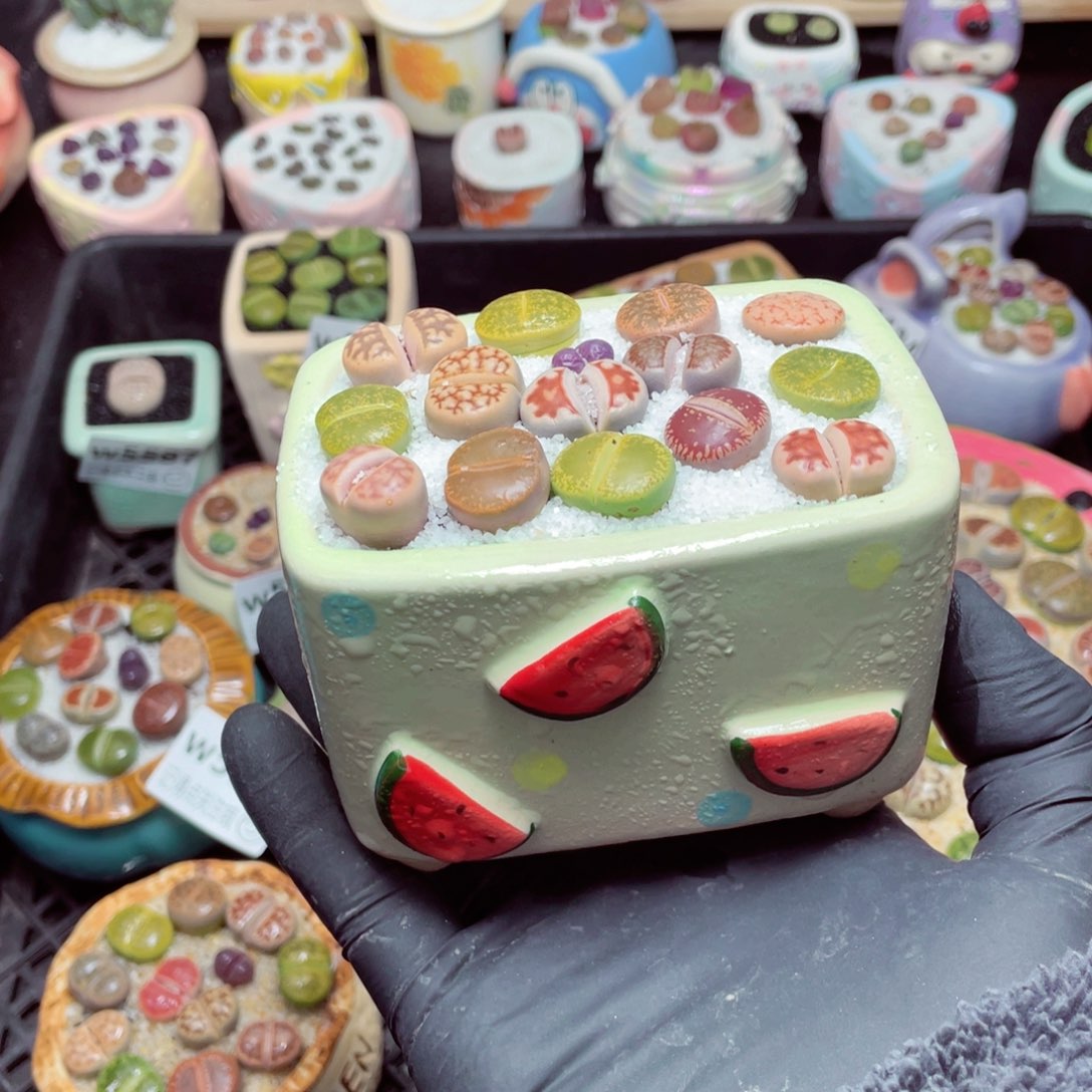 w5589--带盆土发货，零下地区拍保温箱