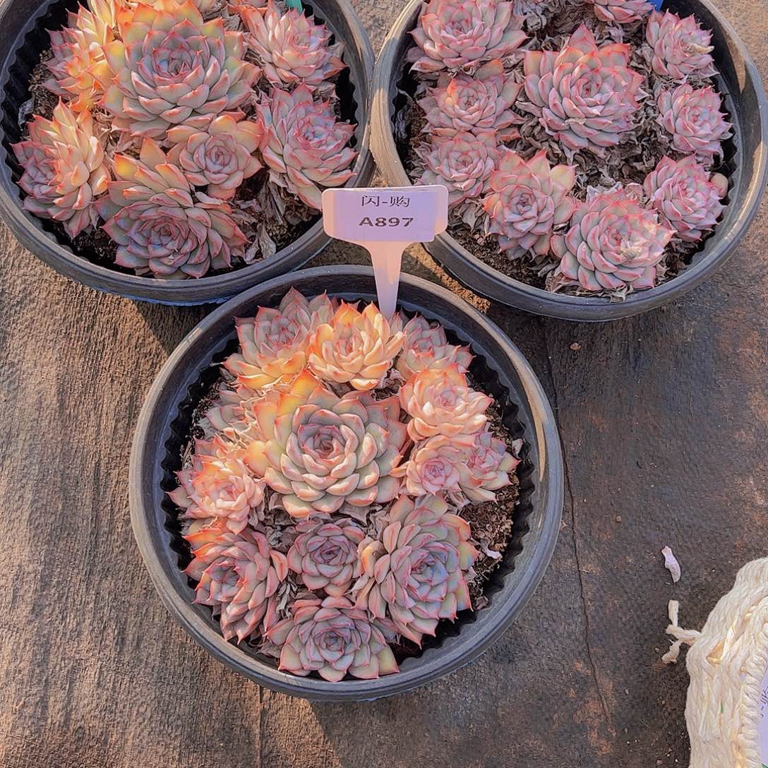 倚***雨猎户座Ａ890-893-897号一颗一物一拍