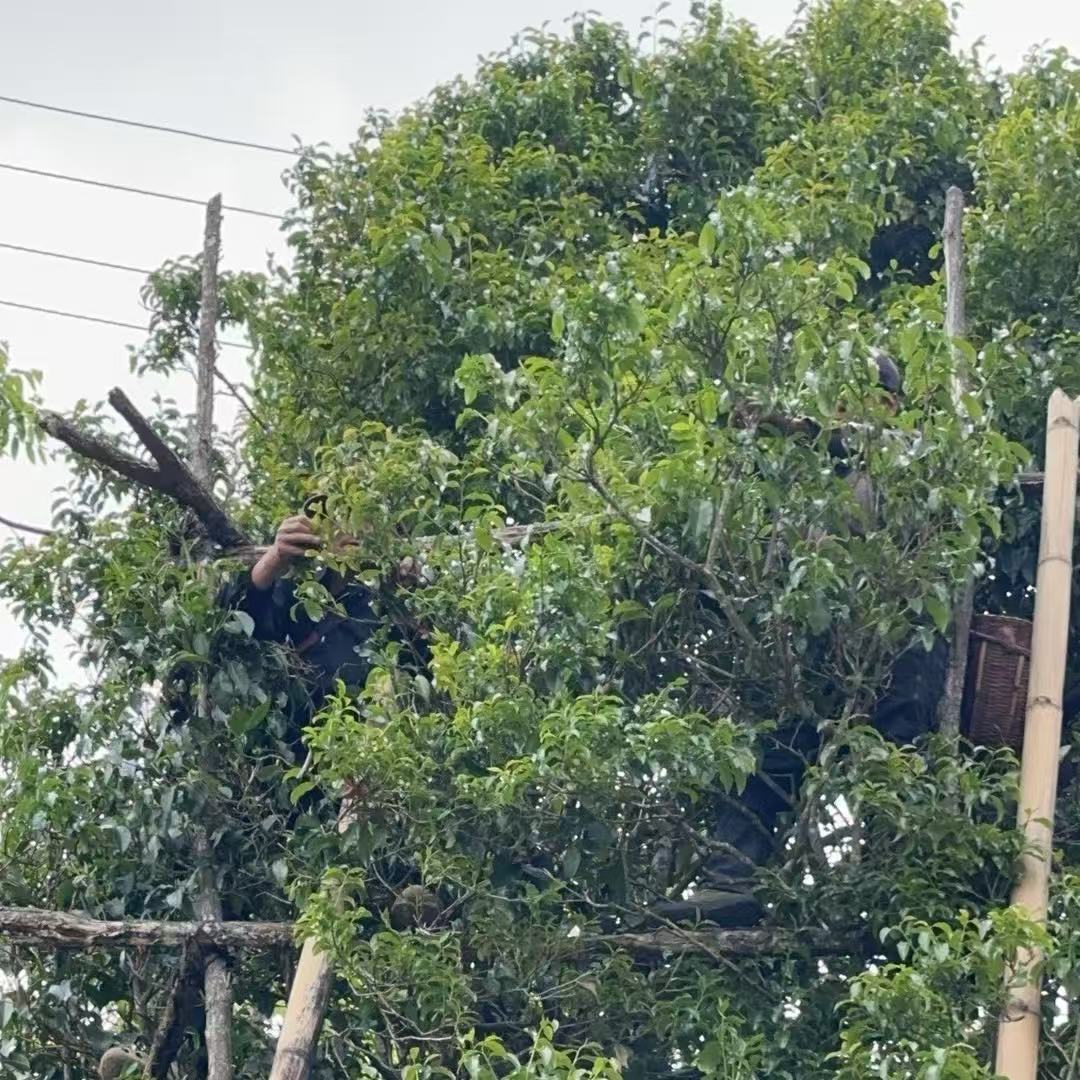 【孤品放漏4】团结-云南普洱生茶