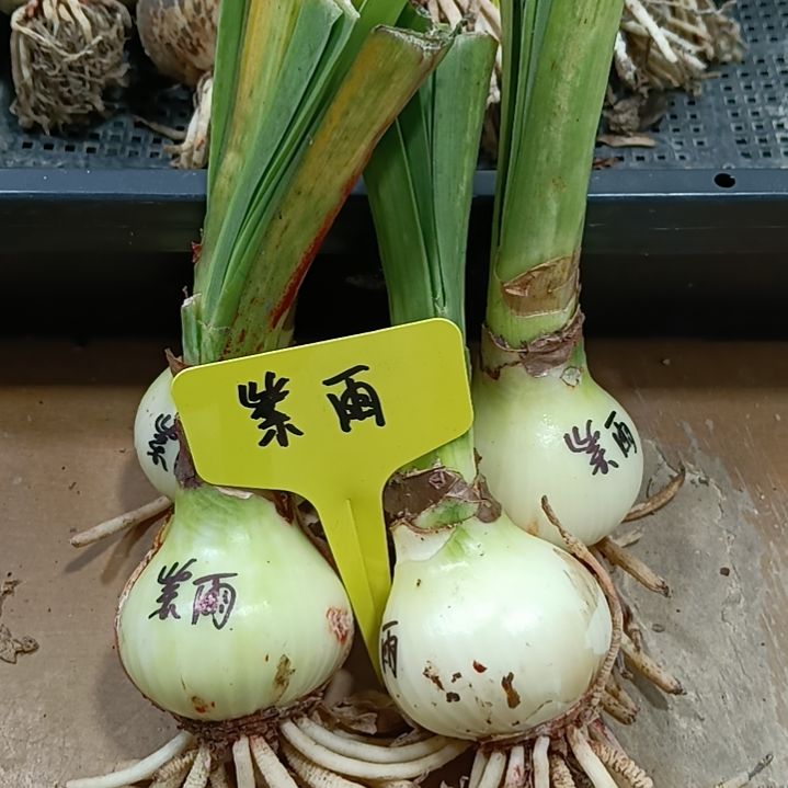 无花朵紫雨4+发一个