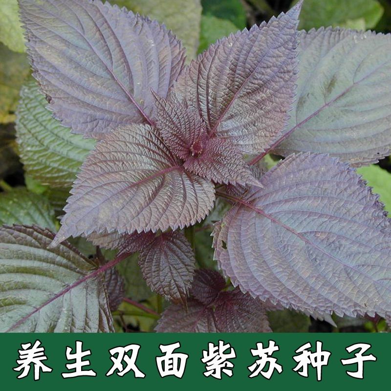 【全店拼满5包包邮】紫苏种子双面紫苏养生可食用紫苏种子粒