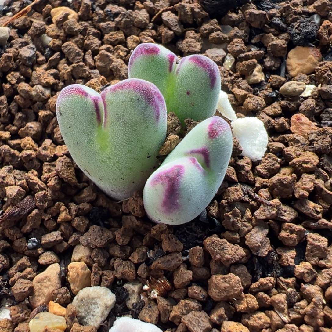 111多肉植物种类多样