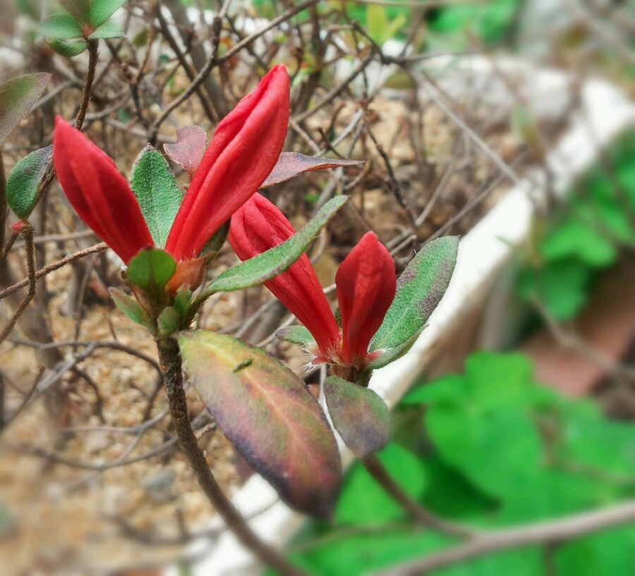 精品杜鹃盆景小老桩怪桩映山红熟桩室内外防辐射阳台绿植花卉包邮