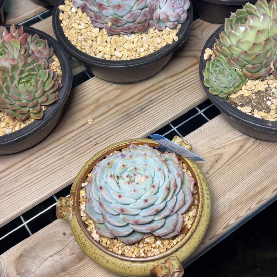 酷****心1907肉多哟多么多么