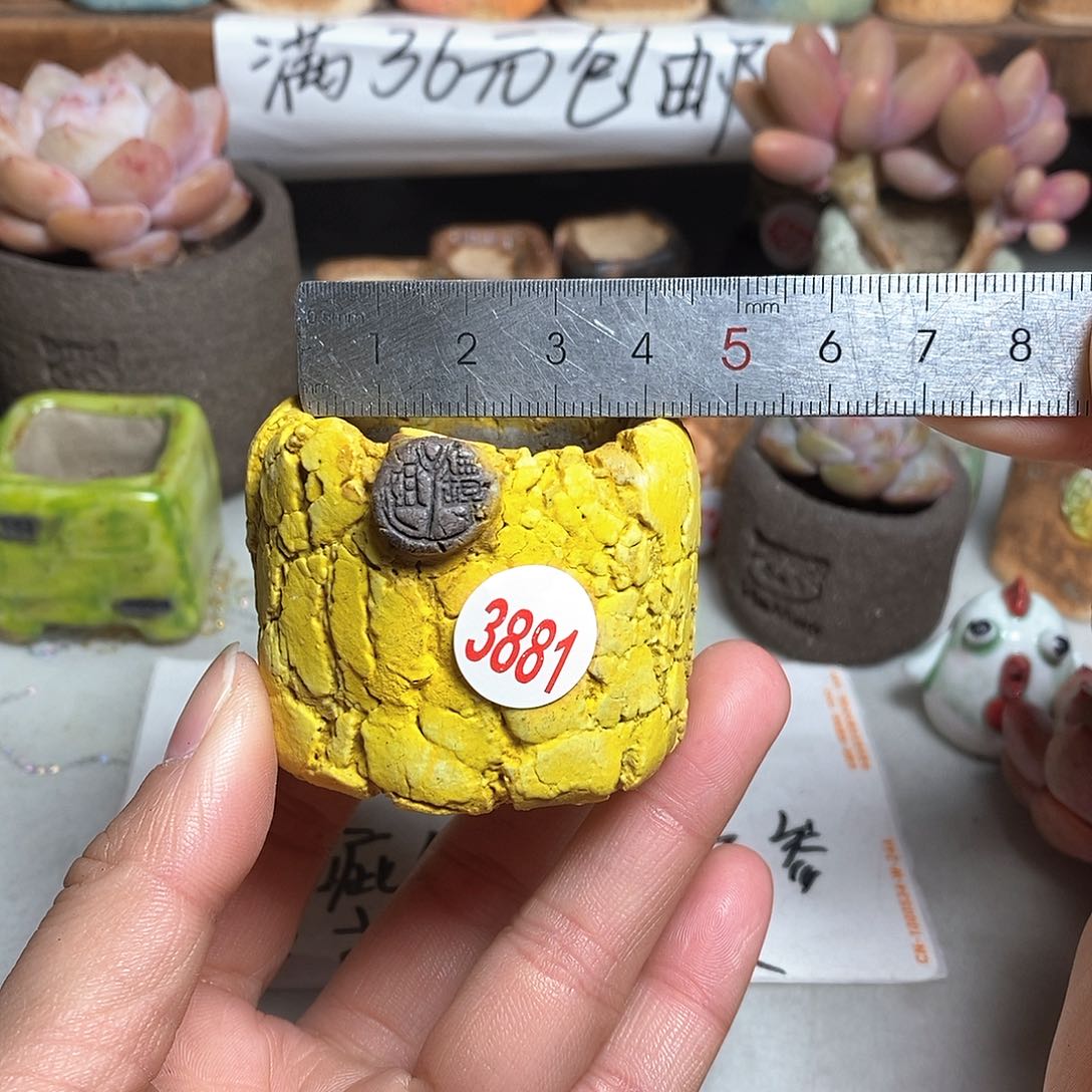 红陶拍5送一个小