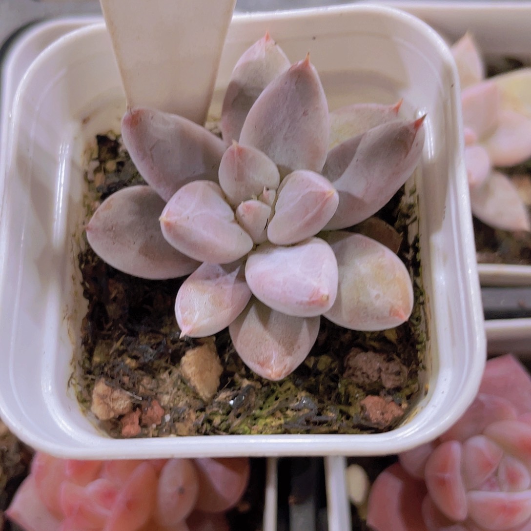 杜里万e036一物一拍