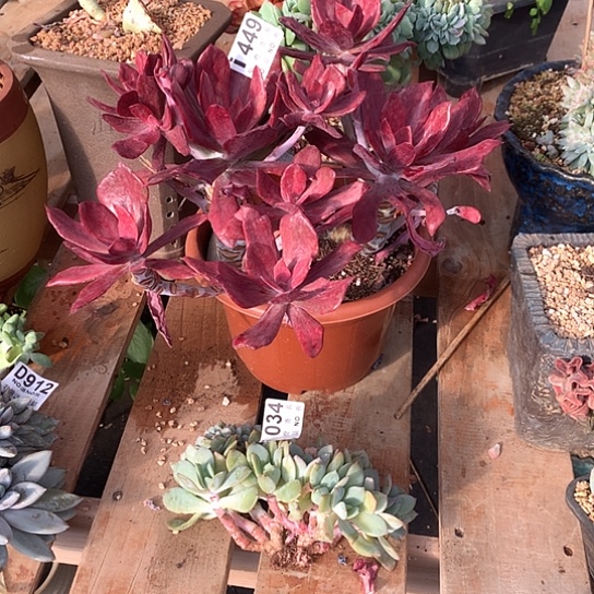 臭***活钻石锦449 暮光之城034