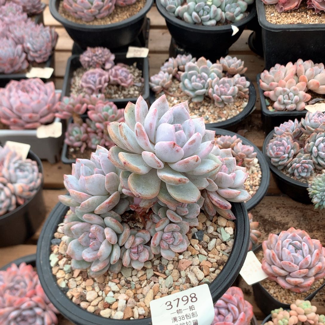 14.5厘米九头有砍石榴籽3798