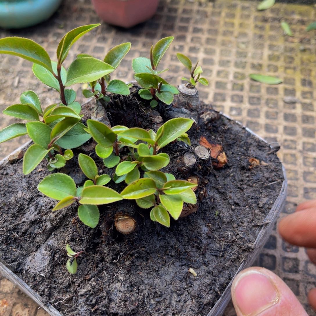 当前无花朵，栽培后可花朵