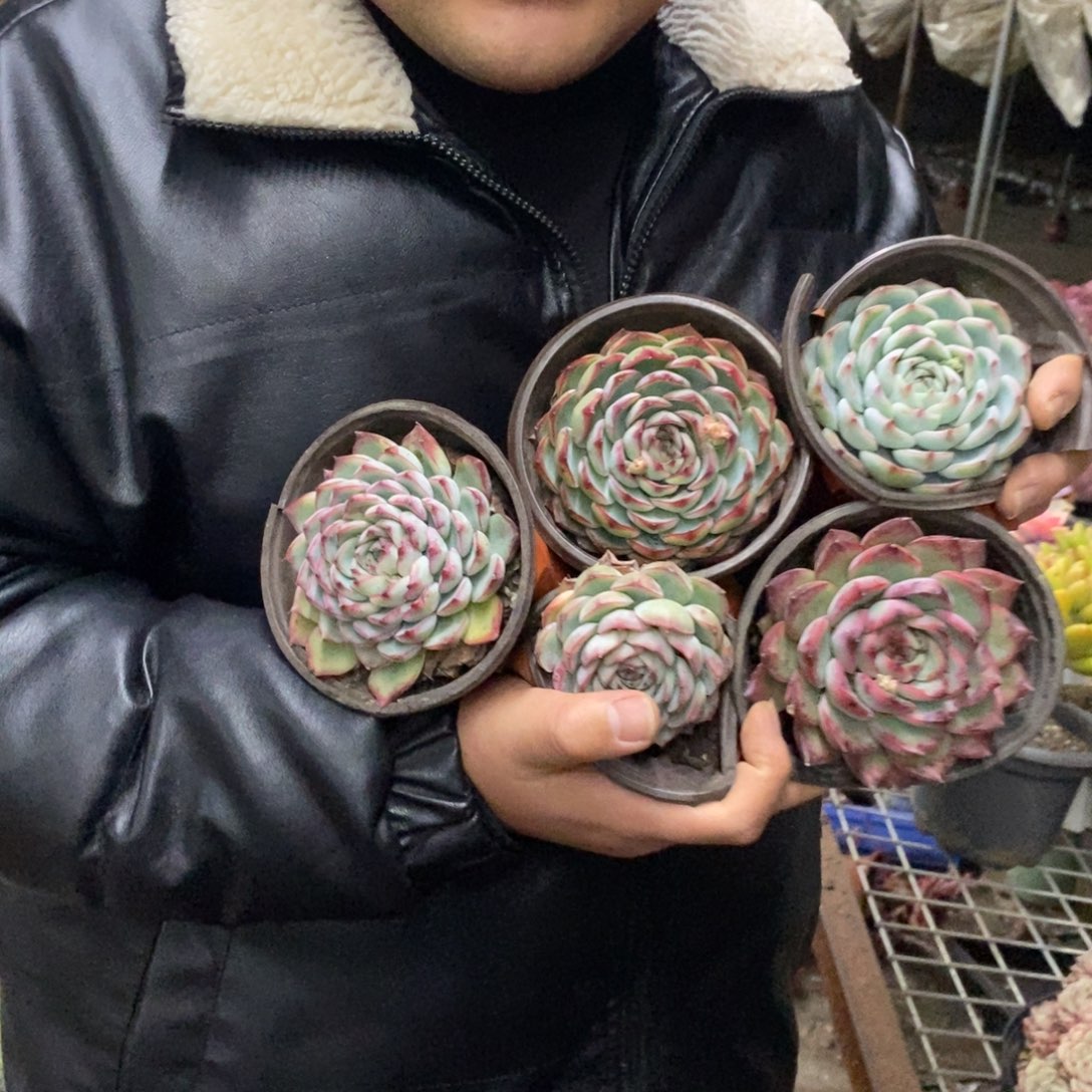 莲花座大单头五盆，不限品种8厘米左右