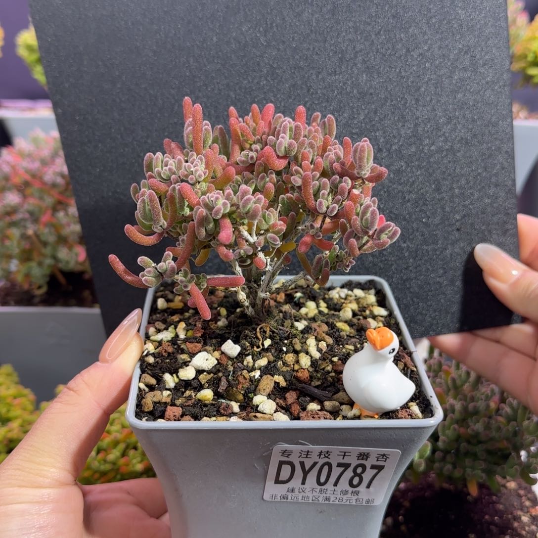 dy0787荔枝直杆多岔大红大紫