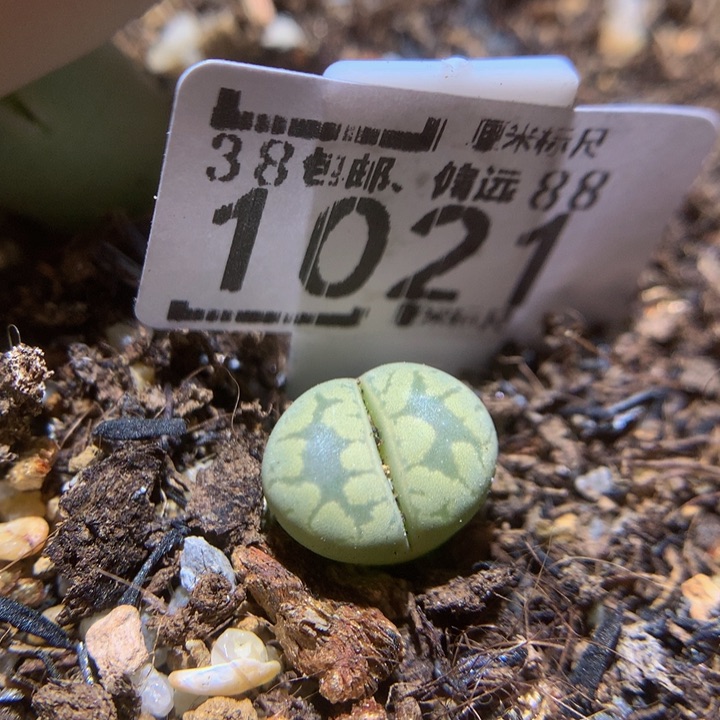 Sass好好养肉1021