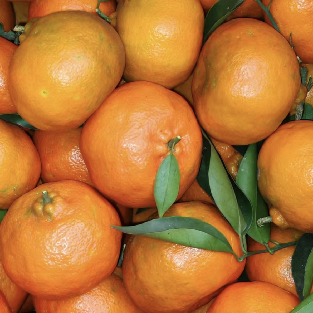 四川农家红橘川红皮可做陈皮 自然成熟无科技 儿时的味道新鲜采摘