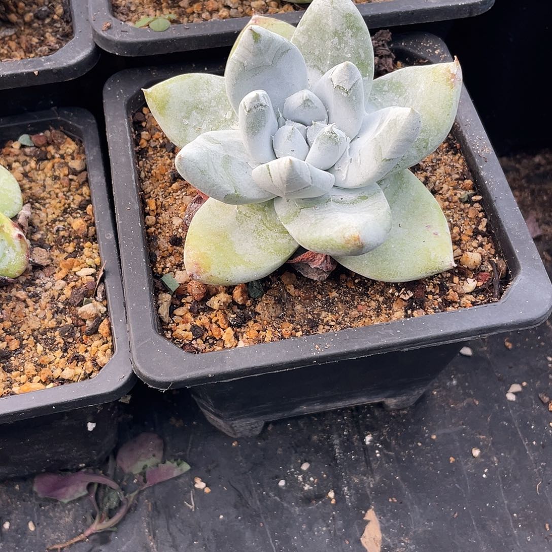 晨溪园艺仙女杯呀