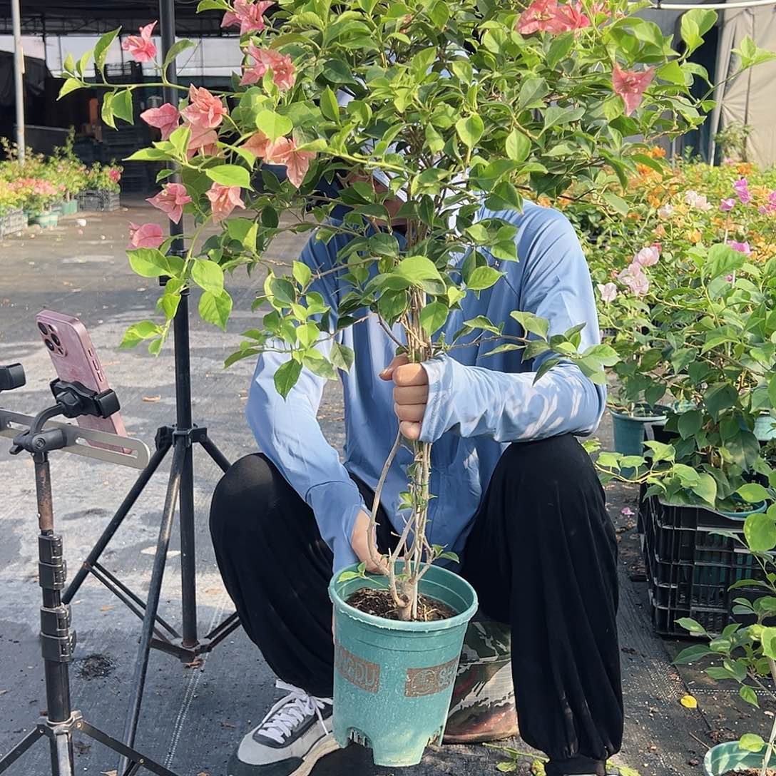 大部分开放少量花苞酒红一颗