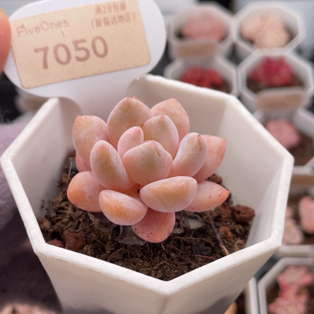 Op冰玉7050-4.0厘米