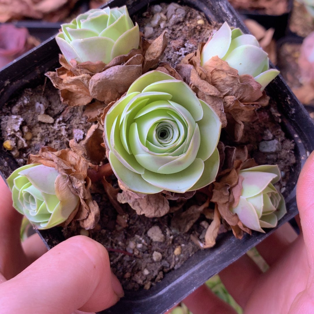 一物一拍星辰福利311