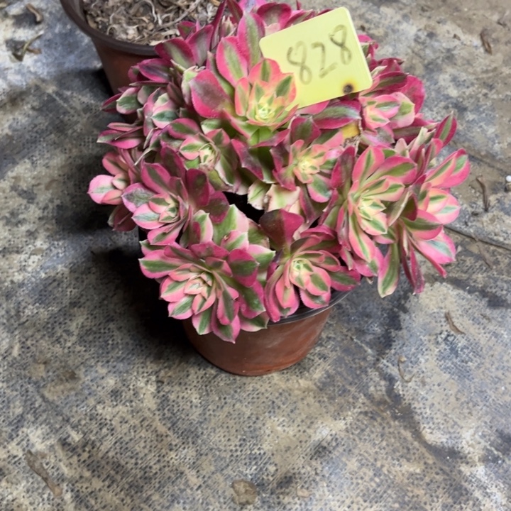 828粉女巫多肉一物一拍