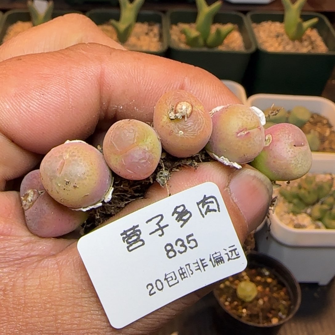翠光玉。                