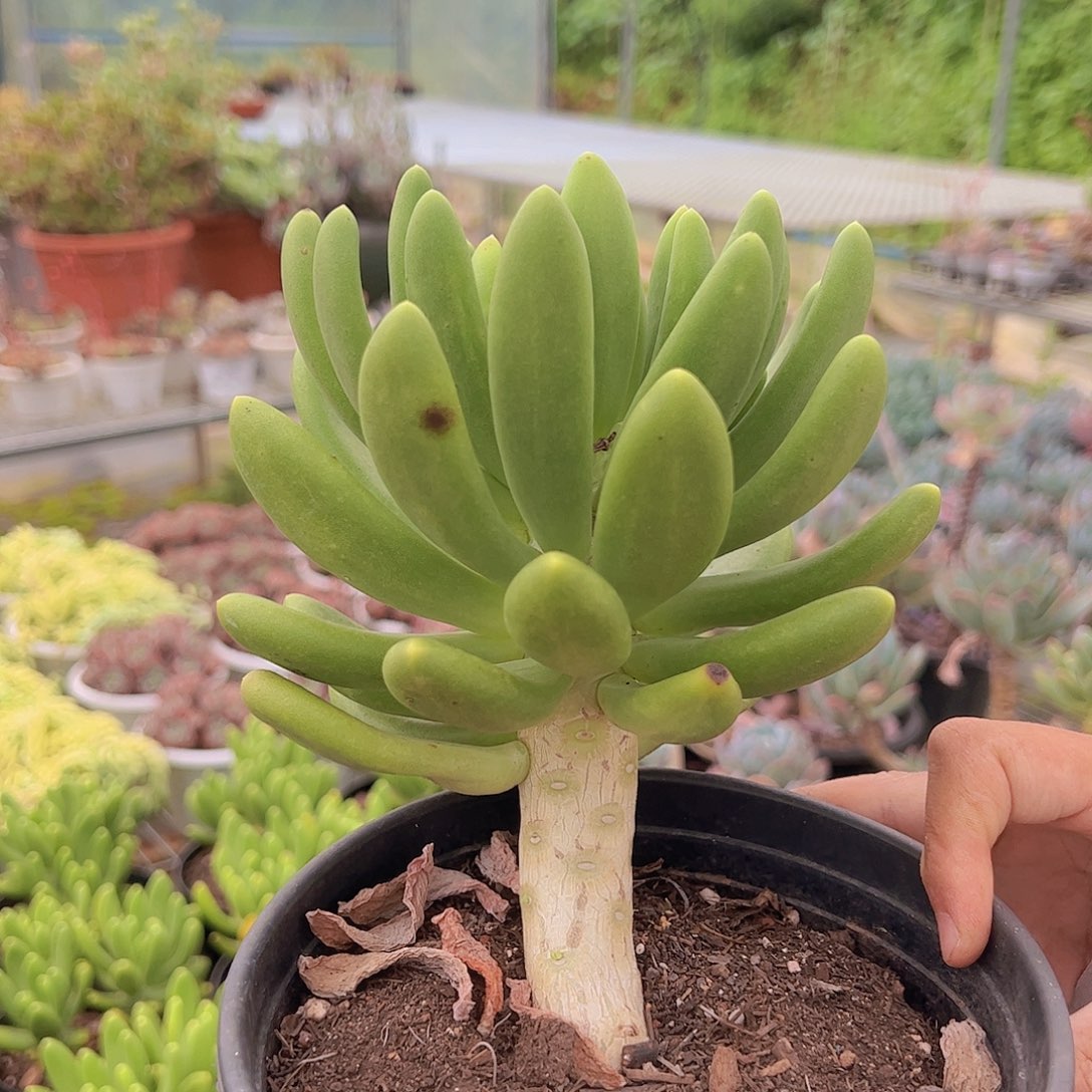 金蝉 大单头 多肉植物