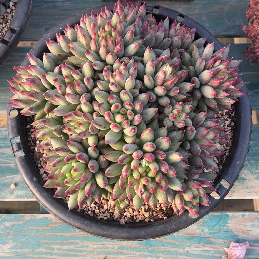 二代虞美人一物一拍