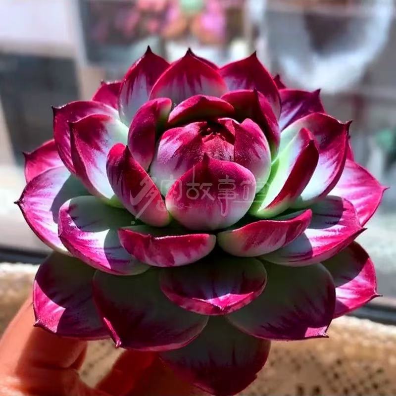 多肉植物惊鸿仙子内勾拉丝宽叶窄叶小盆栽新手好养颜值高稀有品种