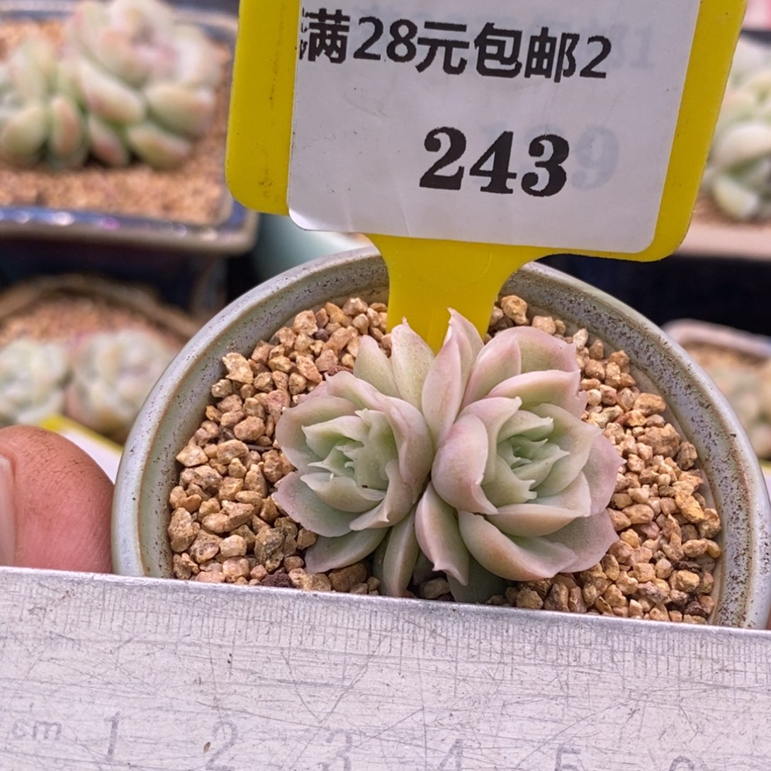 2243水晶虾饺多肉