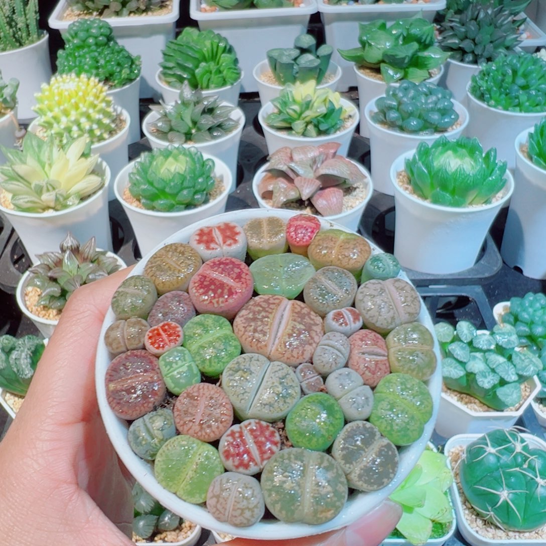 彩色生石花多肉多肉