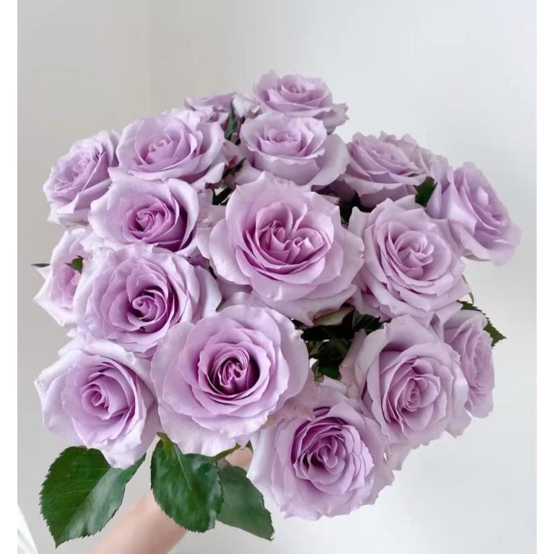 【海洋之歌】顺丰包邮