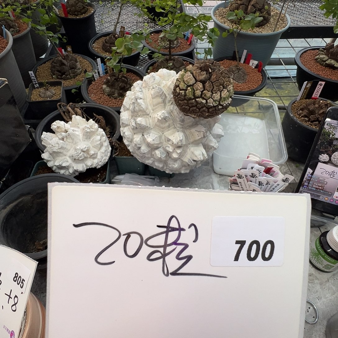 ****⁰多肉植物专拍植物不退换 一物一拍 700